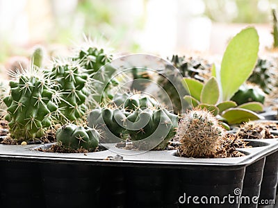 Cactus pot with variety of succulents Stock Photo