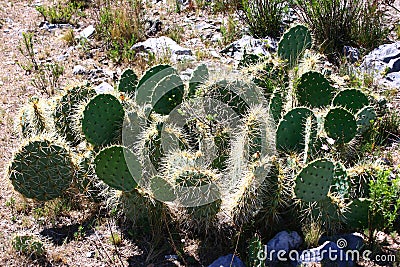 Cactus prickly bear Stock Photo