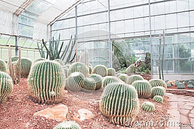Cactus in Queen Sirikit Botanic Garden, Chiangmai Thailand. Editorial Stock Photo