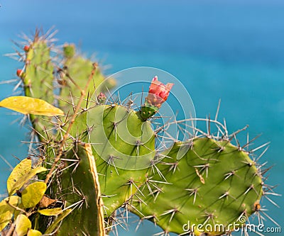 Cactus with red flower Stock Photo