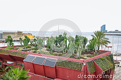 Cactus on the roof of a building. Green gardening. View on the beach Stock Photo