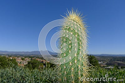 Cactus and Santiago Peak Stock Photo