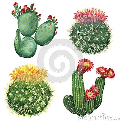 Cactus set Stock Photo