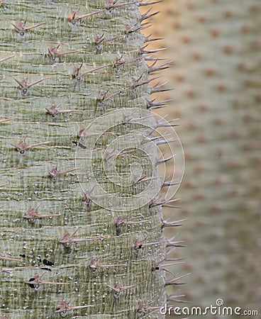 Cactus sharp spines Stock Photo