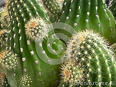 Cactus with sharp thorn around body Stock Photo