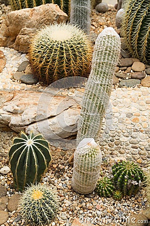 Cactus in simulated environment desert garden. Stock Photo