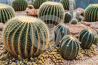 Cactus in simulated environment desert garden. Stock Photo
