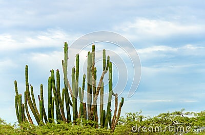 Cactus and Sky Stock Photo