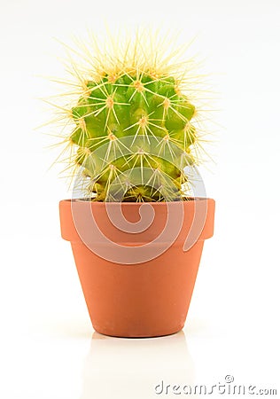 Cactus Stock Photo