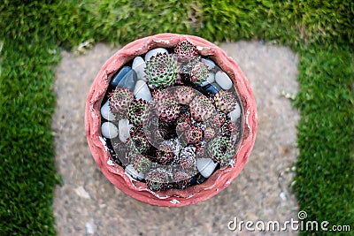 Cactus species, A cactus is a member of the plant family Cactaceae. Stock Photo