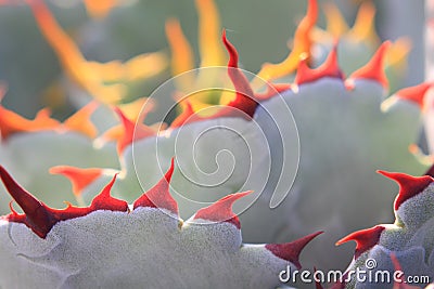 Cactus spikes Stock Photo