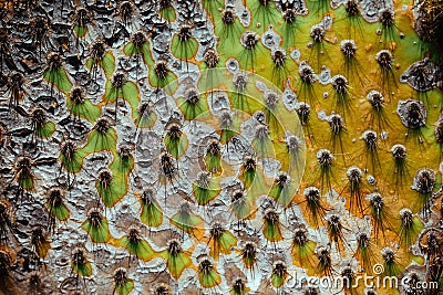 Cactus spikes close-up, exotic garden of Eze, French Riviera Stock Photo
