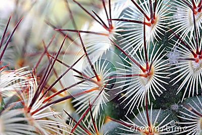 Cactus spikes detail Stock Photo