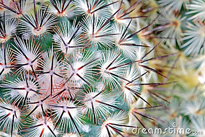 Cactus spikes detail Stock Photo