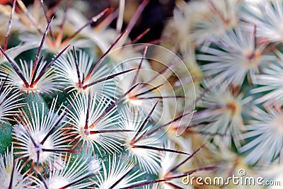 Cactus spikes detail Stock Photo