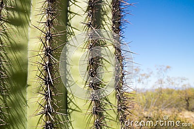 Cactus spikes Stock Photo