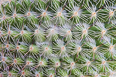 Cactus Spikes Nature Houseplant Background Stock Photo