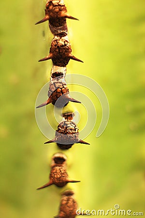 Cactus spines very close - macro Stock Photo