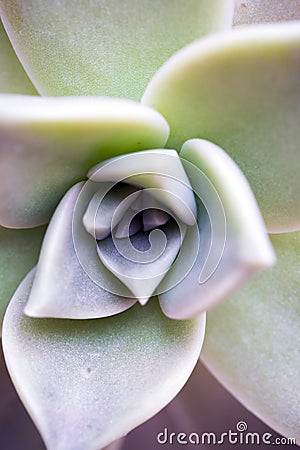 Cactus succulent flower closeup Stock Photo