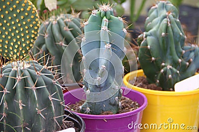 Cactus and succulent Stock Photo