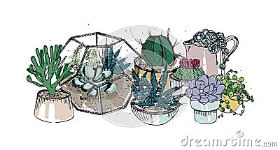 Cactus and succulents composition. Collection plants in pots, florarium. Colorful vector hand drawn illustration in Vector Illustration