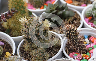 Cactus and succulents Stock Photo