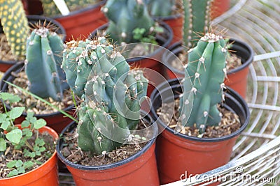 Cactus and succulents Stock Photo