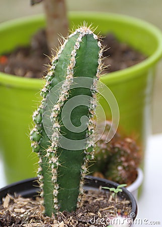 Cactus and succulents Stock Photo