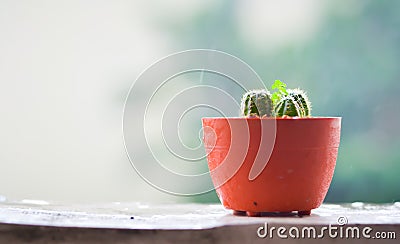 Cactus on the terrace with blur rainy day background Stock Photo