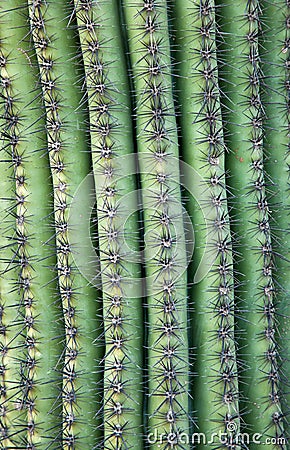 Cactus textures Stock Photo