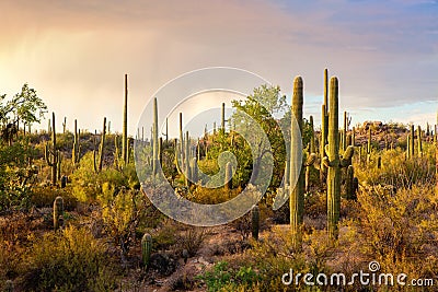 Cactus thickets in the rays of the setting sun before the thunderstorm, Saguaro National Park, southeastern Arizona, United States Stock Photo