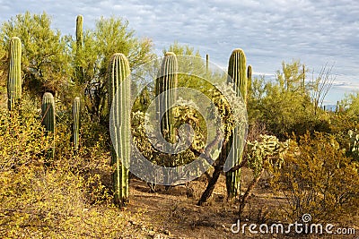 Cactus thickets in Saguaro National Park at sunset, southeastern Arizona, United States Stock Photo