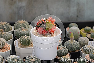 Cactus called 'Gymnocalycium mihanovichii variegata' Stock Photo