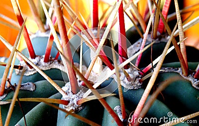 Cactus thorns Stock Photo