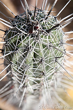 Cactus thorns 2 Stock Photo