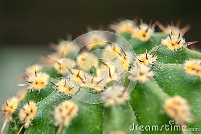 Cactus thorns up close. Homemade green cactus Stock Photo