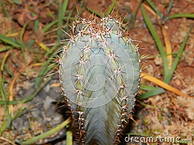 cactus top view close thorns dew Stock Photo