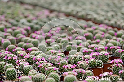 Cactus. Stock Photo