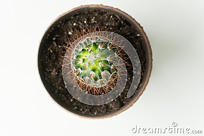 cactus top view with long thorns in pot. Stock Photo