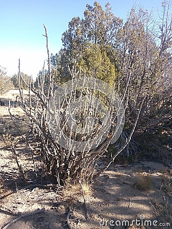 Cactus tree dead pretty tall Stock Photo