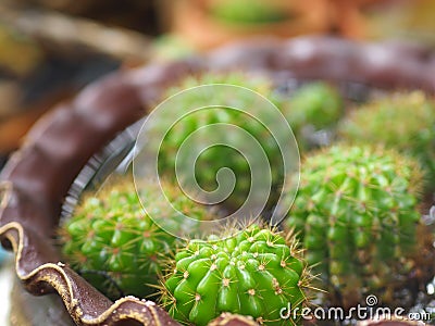 Cactus tree green trunk has sharp spikes around blooming in Plastic pots Stock Photo