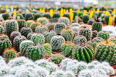 Cactus tree shop with breeding in the house Stock Photo