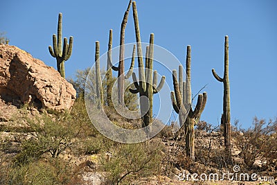 Cactus Trees Stock Photo