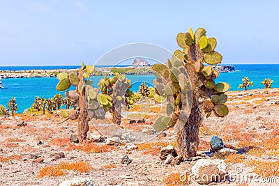 Cactus trees in Galapagos islands Stock Photo