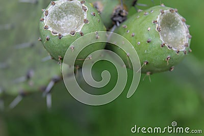 Green cactus and tunas growing in summer Stock Photo