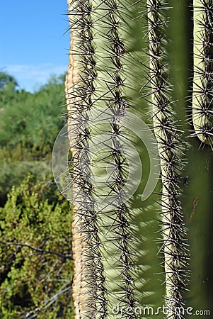 Cactus up close showing the thorns Stock Photo