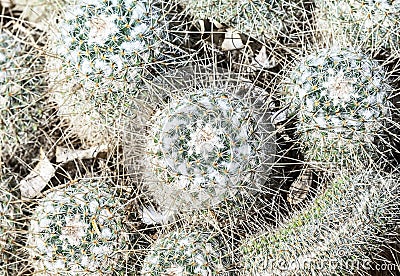 Cactus, view from above, close up Stock Photo