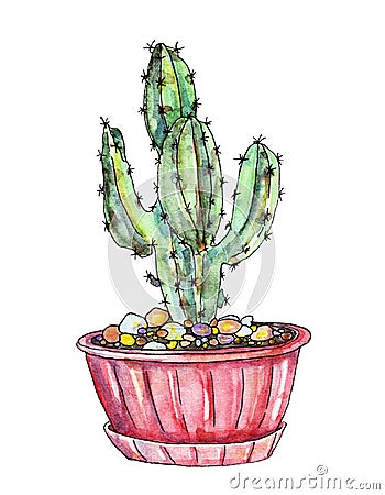 Cactus in watercolor Cartoon Illustration