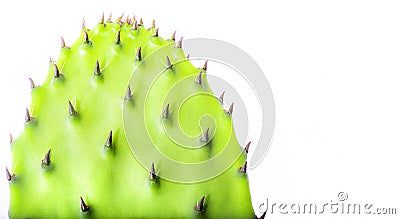 Cactus on a white background. Isolate. with copy space Stock Photo