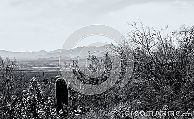 Cactus And Widflowers In Monochrome Stock Photo